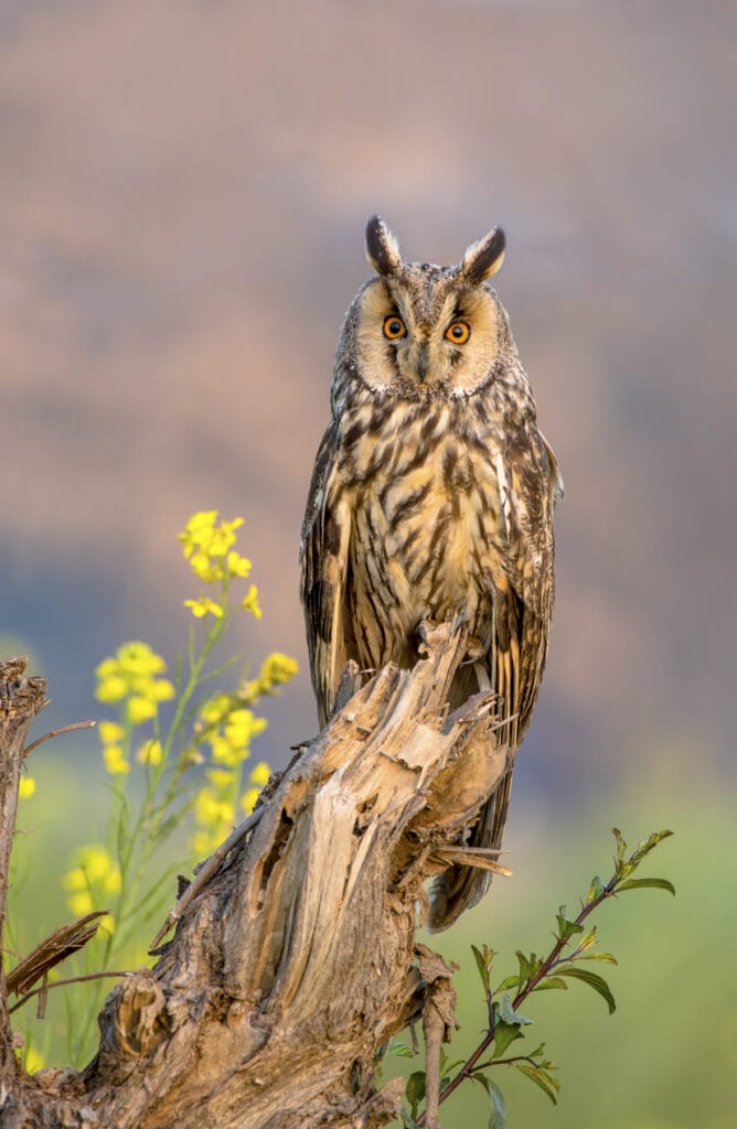 long eared owl perched