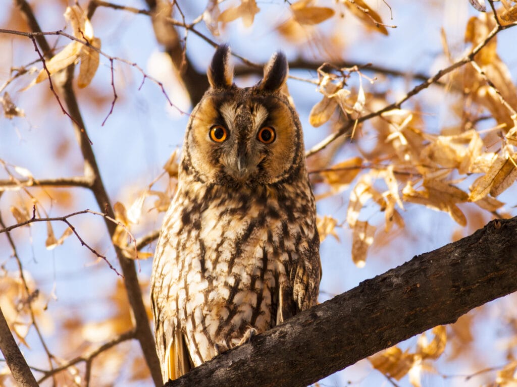 long eared owl with leaves