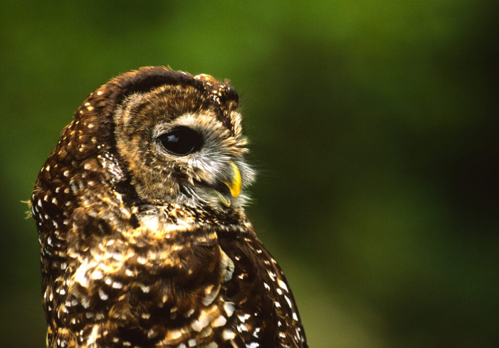 mexican spotted owl in colorado