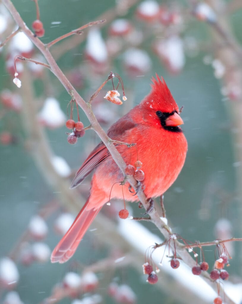 northern cardinal