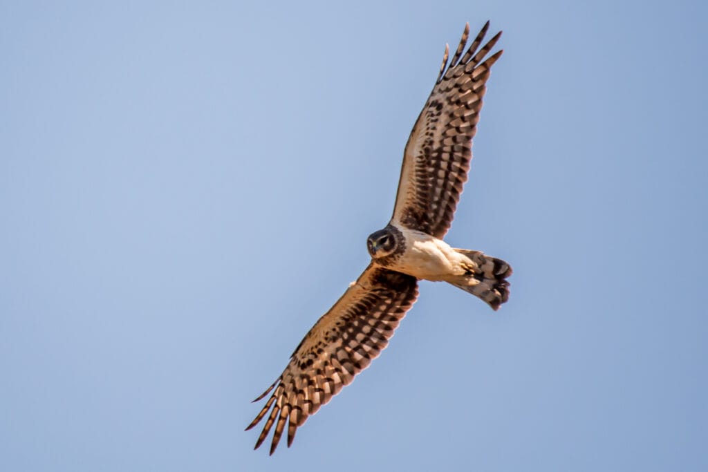 northern harrier flying