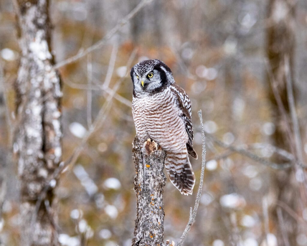 northern hawk owl in maine