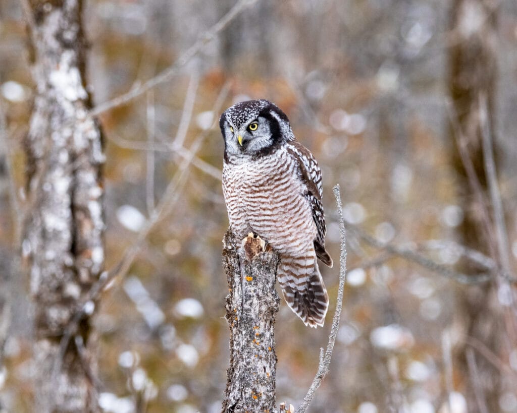 Northern Hawk Owl