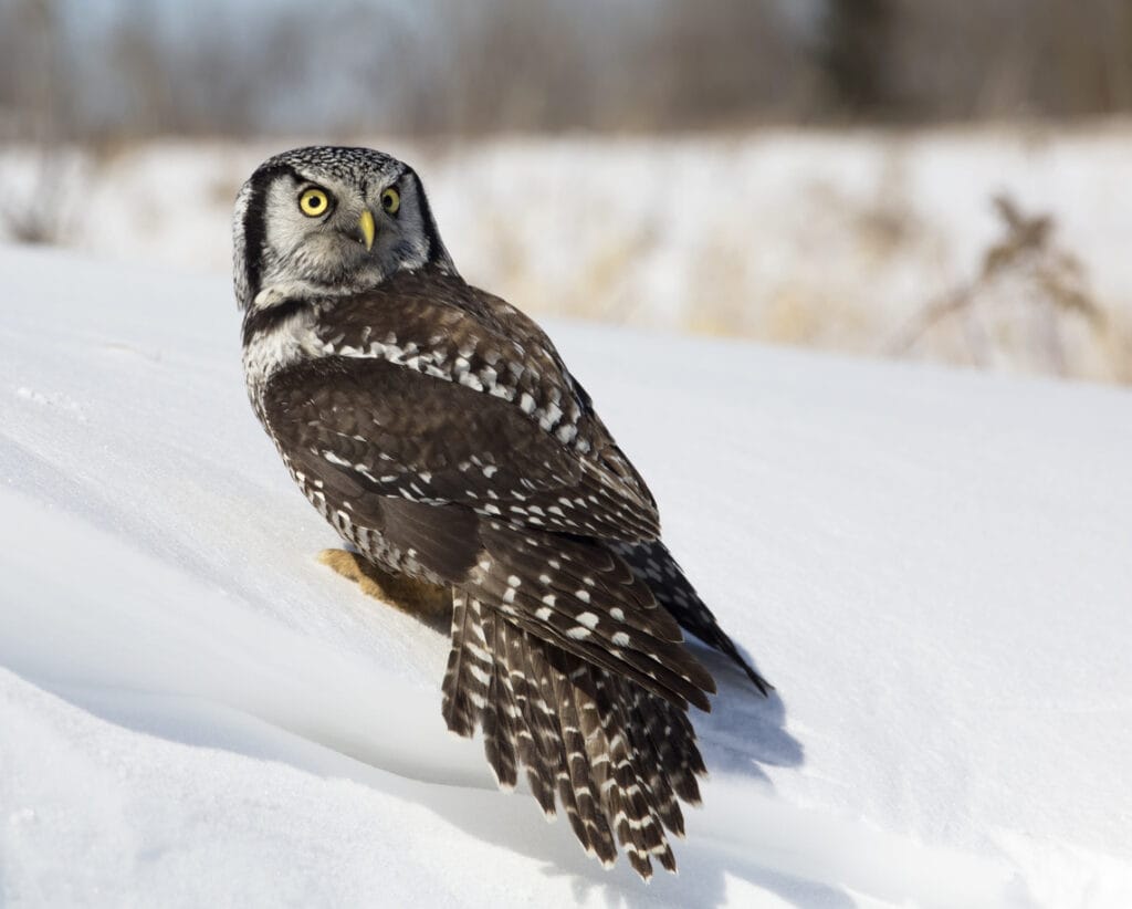 northern hawk owl on snow