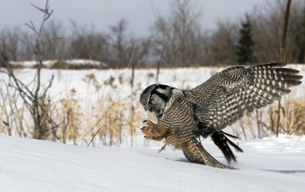 northern hawk owl pouncing