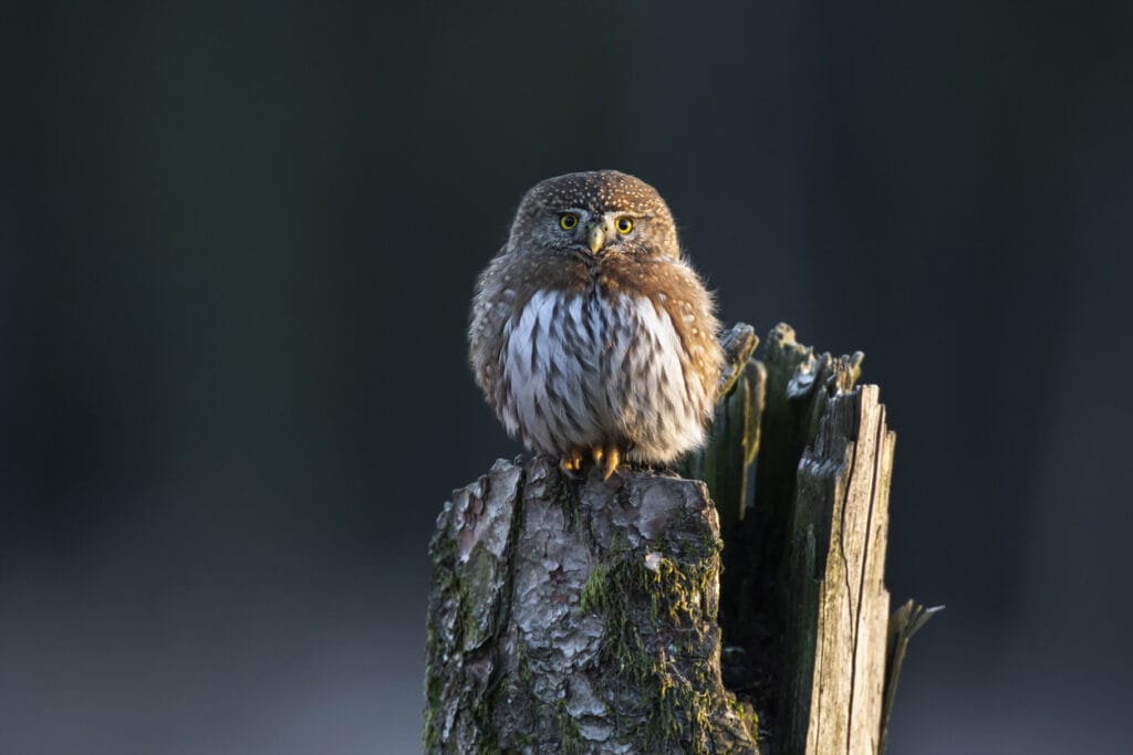 Northern pygmy owl