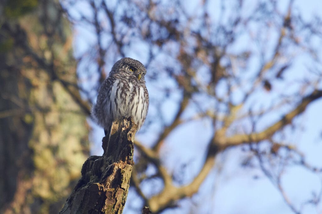 northern pygmy owl in colorado