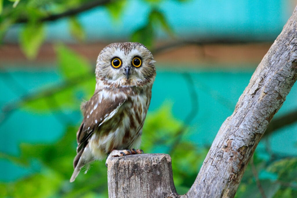 northern saw-whet owl in south carolina