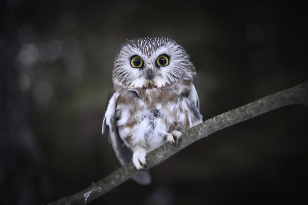 northern saw-whet owl in missouri