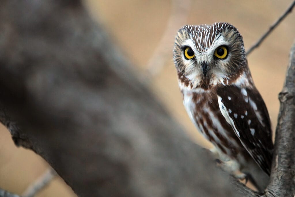 northern saw-whet owl in Wisconsin