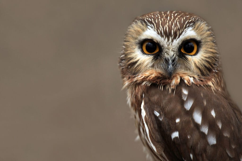 northern saw-whet owl close up