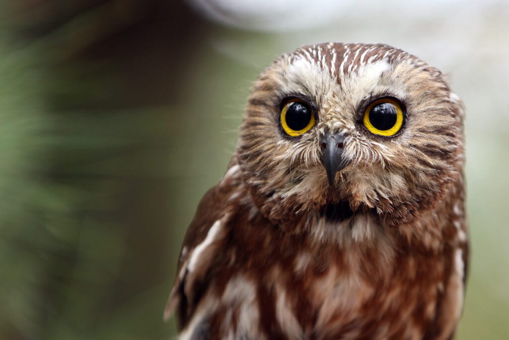 Close up of Northern Saw-Whet Owl
