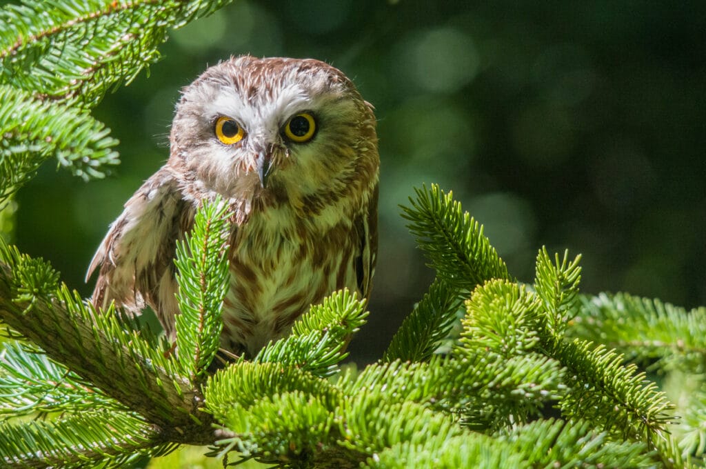 northern saw-whet owl connecticut