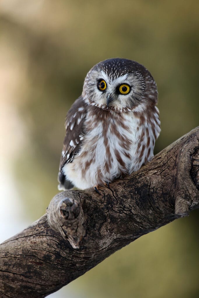 northern saw-whet owl in illinois