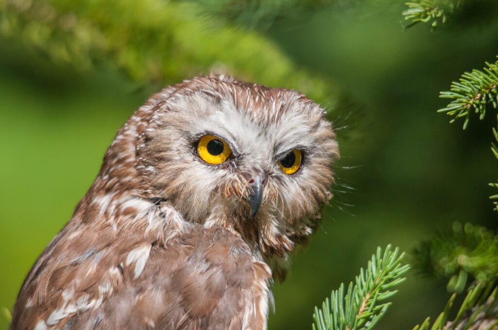 northern saw-whet owl in north carolina