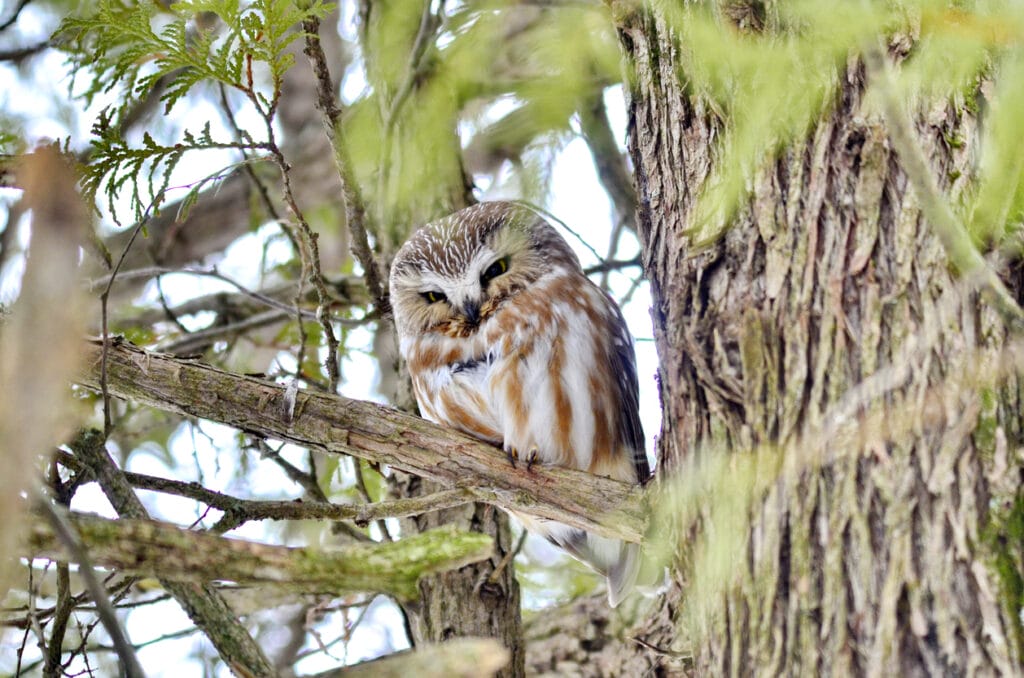 northern saw-whet owl in tree