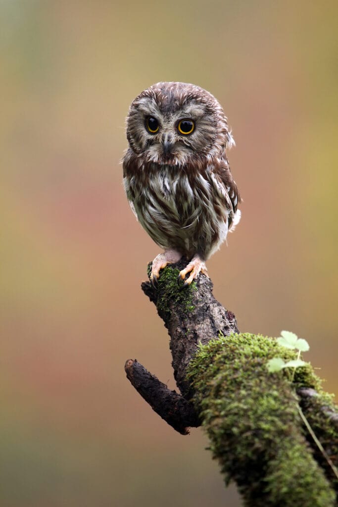 northern saw whet owl perched on log
