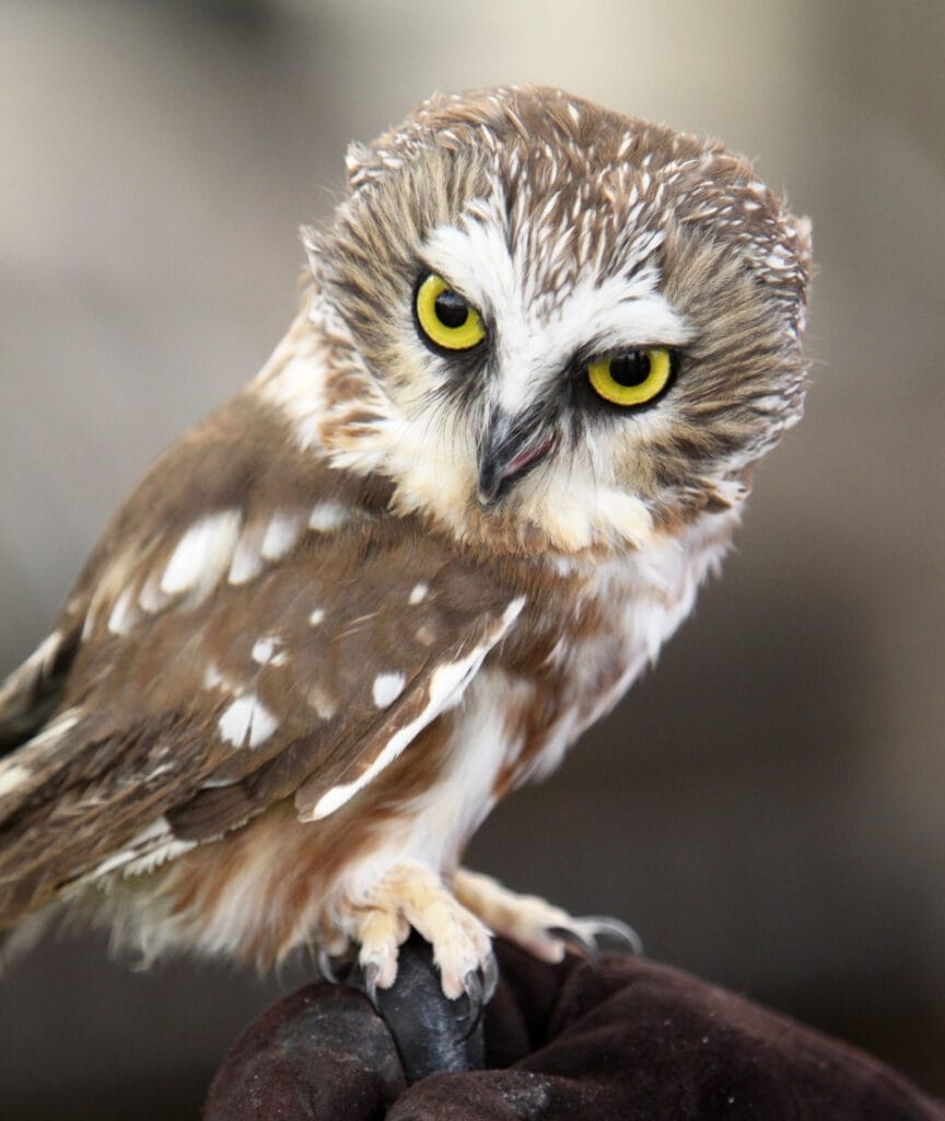 northern saw-whet owl portrait