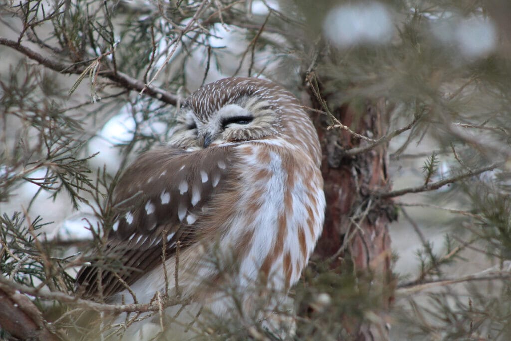 northern saw-whet owl sleeping