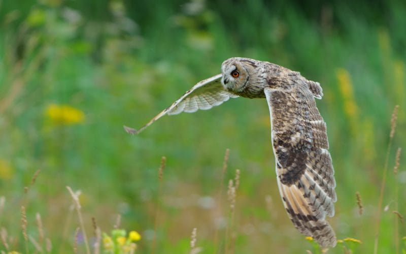 owls in Colorado