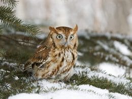 owls in Connecticut