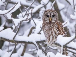 owls in Maryland