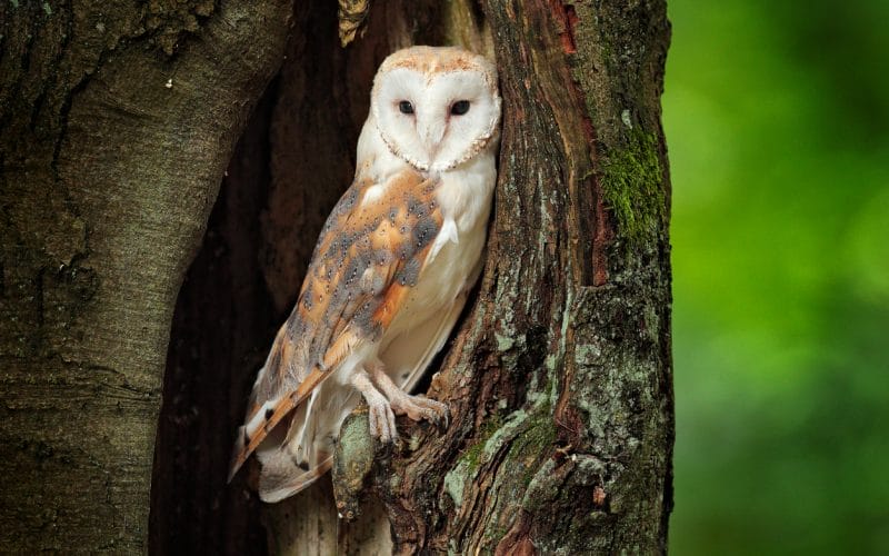 owls in North Carolina