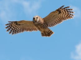 owls in Ohio