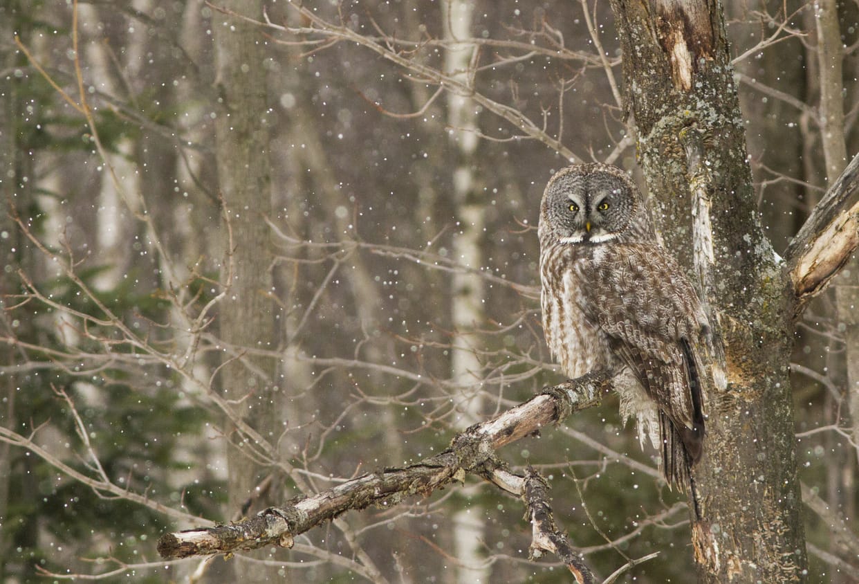 owls in Oregon