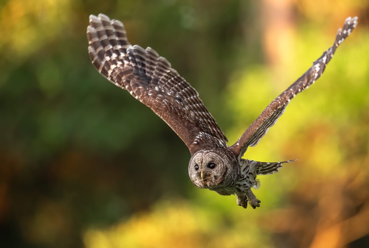 Owls in Pennsylvania Top 9 Species with Pictures for You to Identify