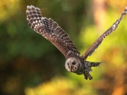 owls in Pennsylvania