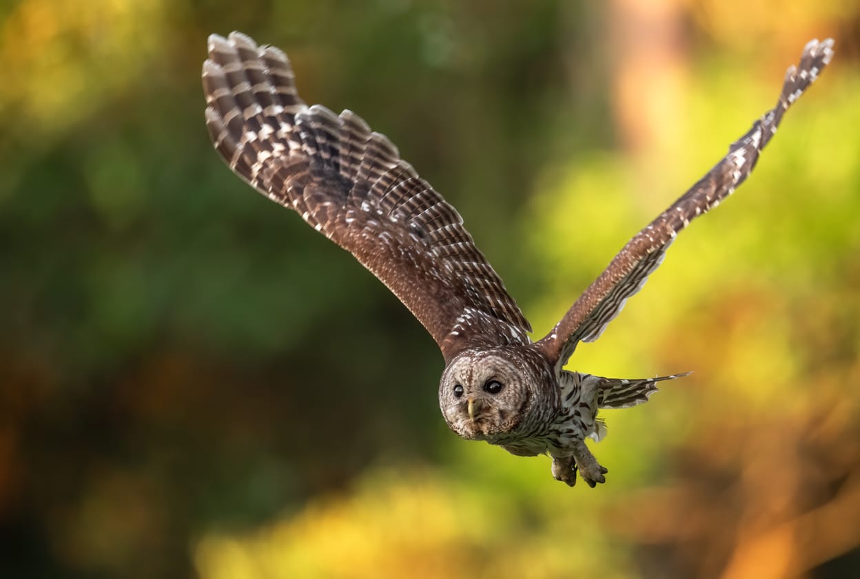 owls in Pennsylvania