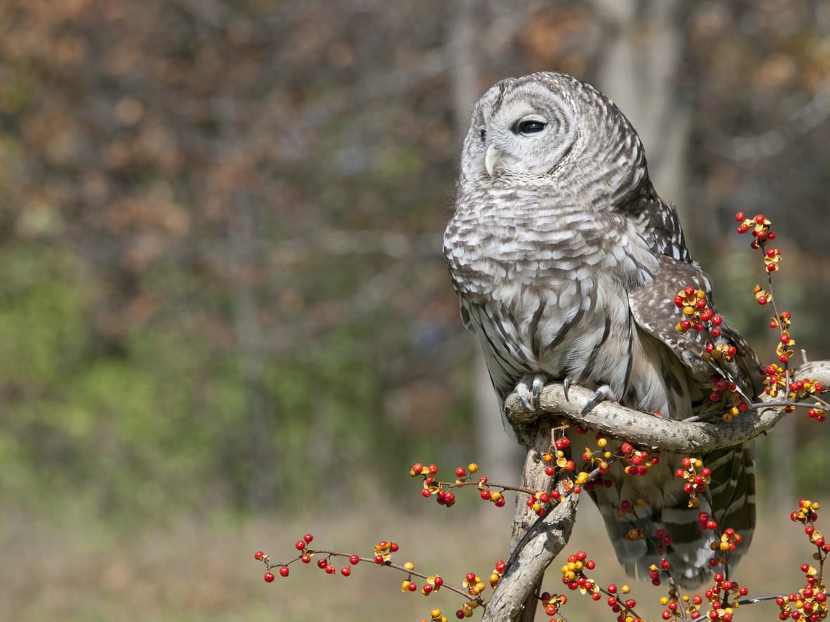 owls in South Carolina