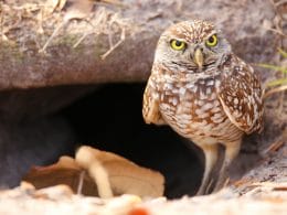 owls in Southern California