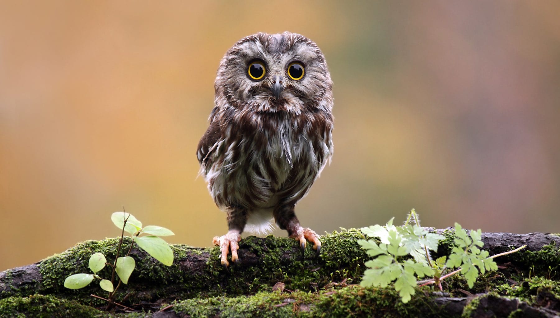 owls in Virginia