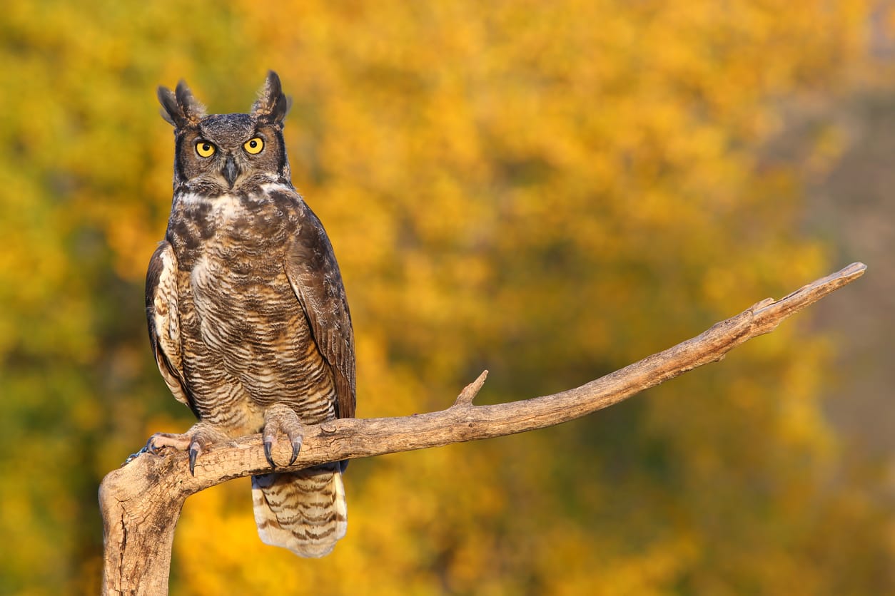 owls in Washington State