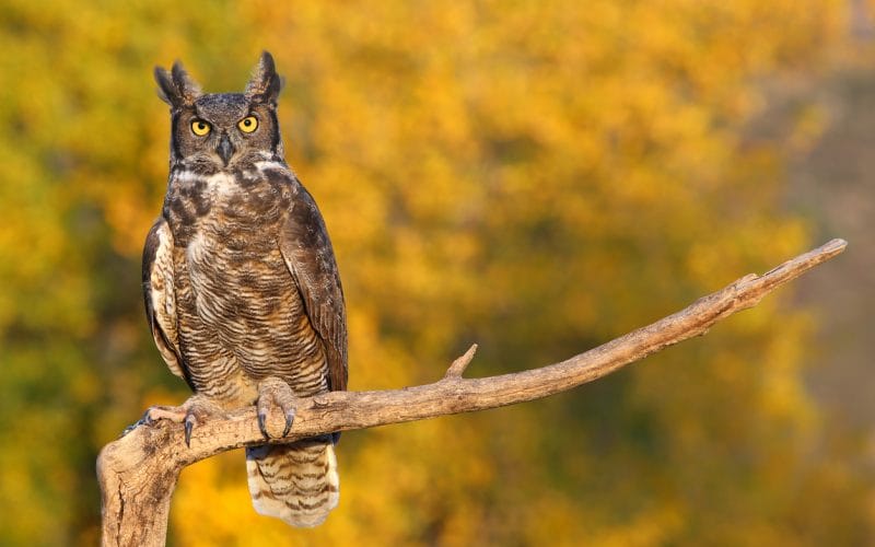 owls in Washington State