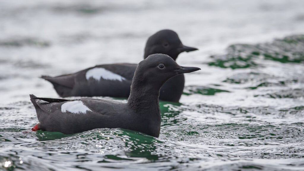 pair of Pigeon Guillemot