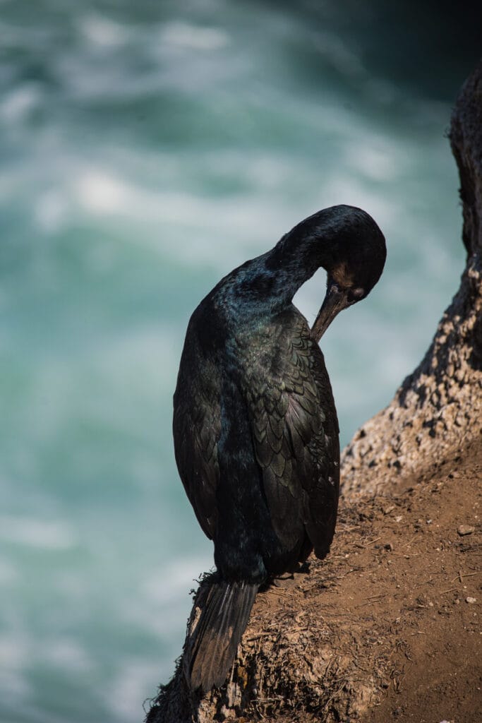 pelagic cormorant preening