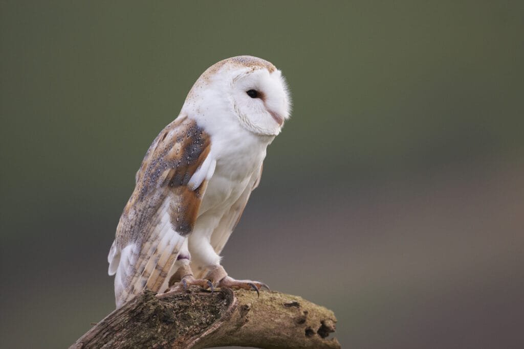 perched barn owl in southern california