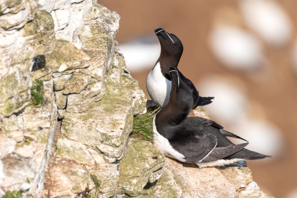 razorbills