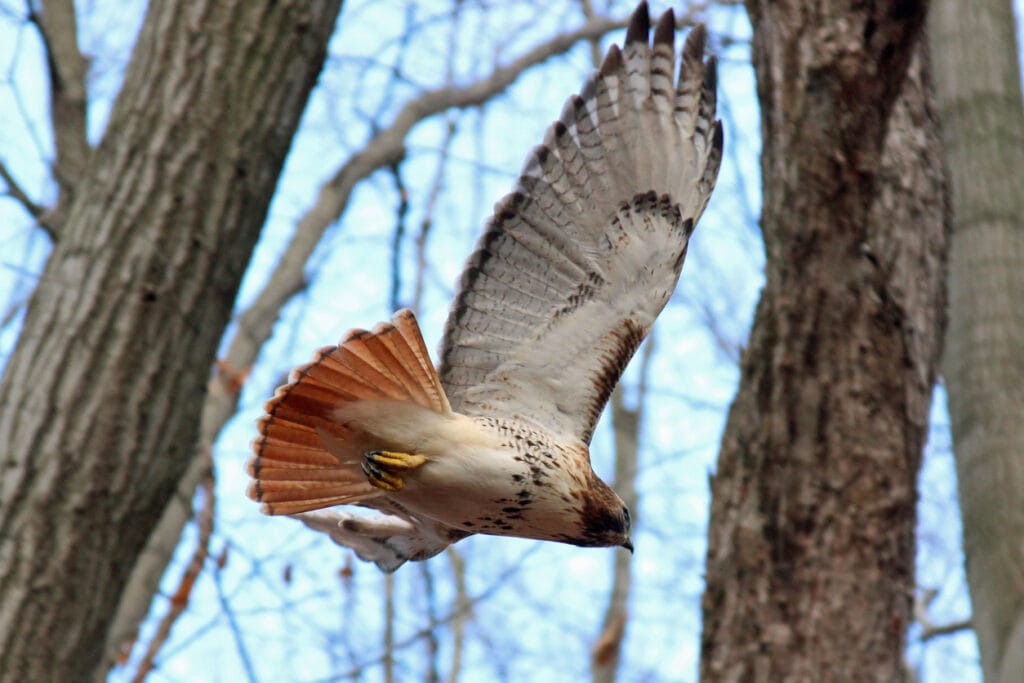 red tailed hawk in nyc