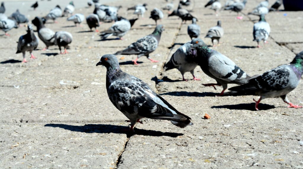 rock pigeons in nyc