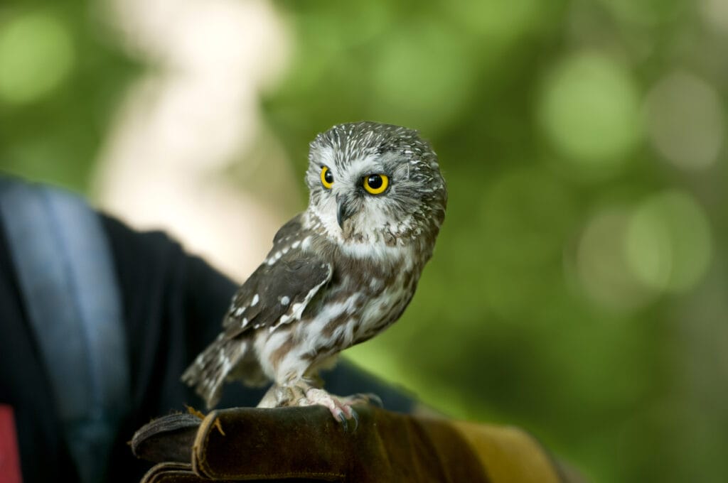 saw whet owl on deck