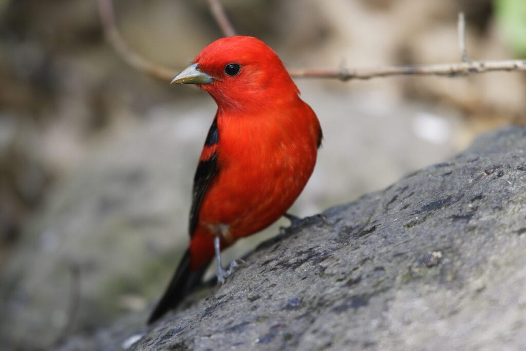 scarlet tanager