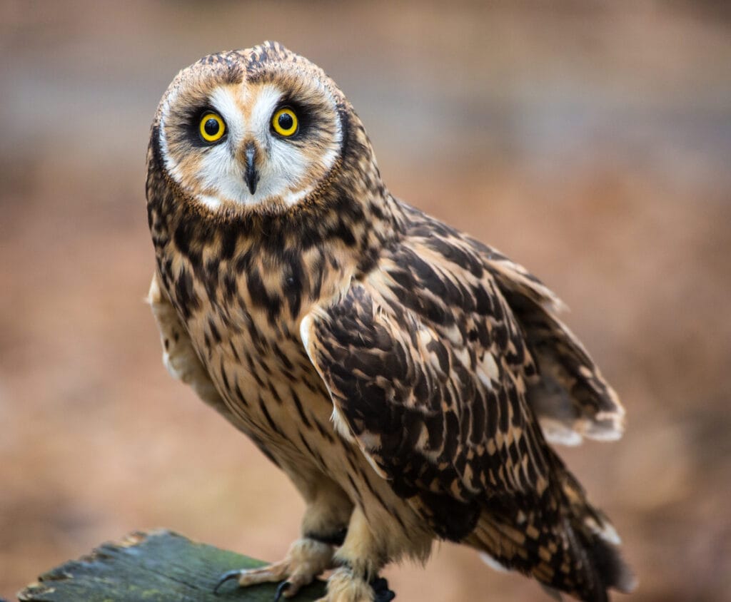 short eared owl close up