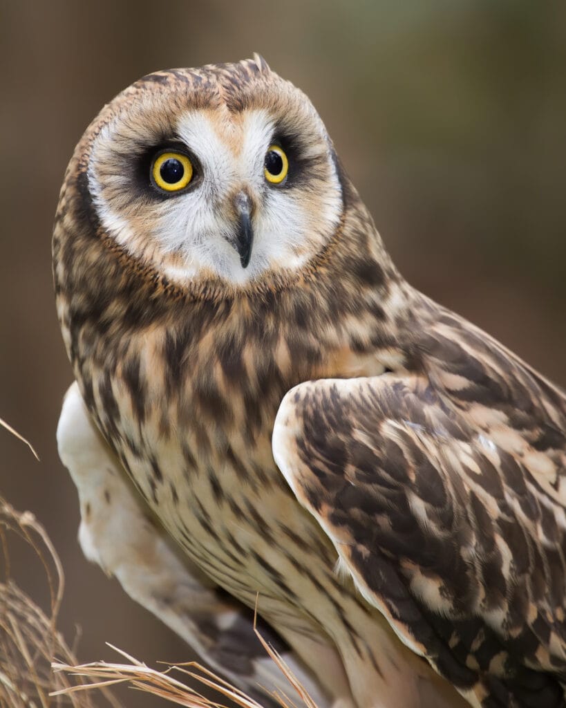 short eared owl close up