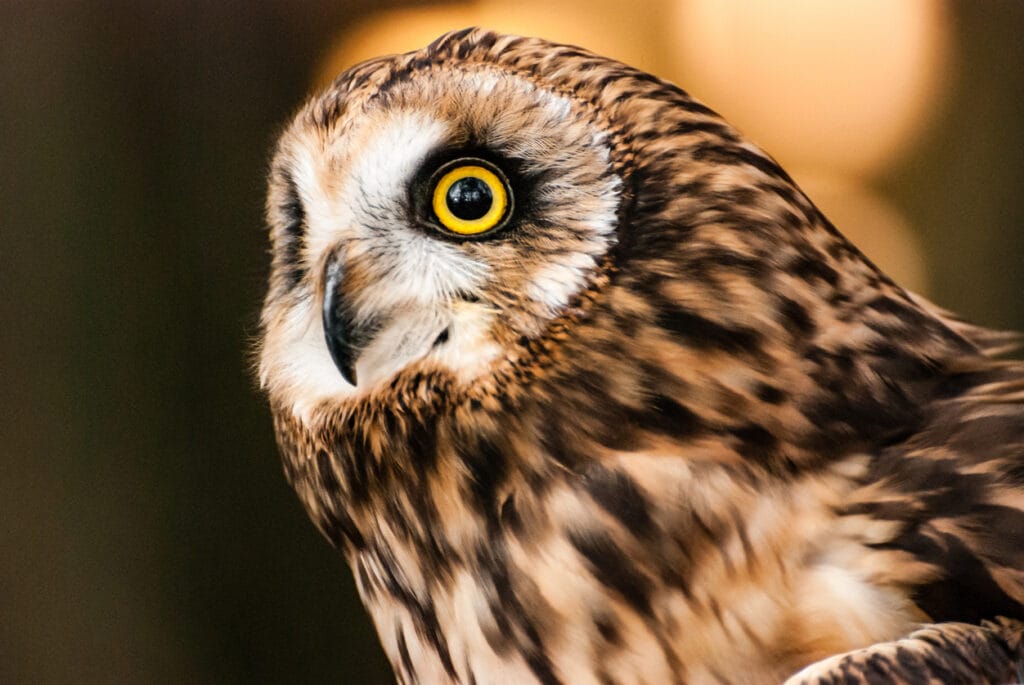 short eared owl close up shot
