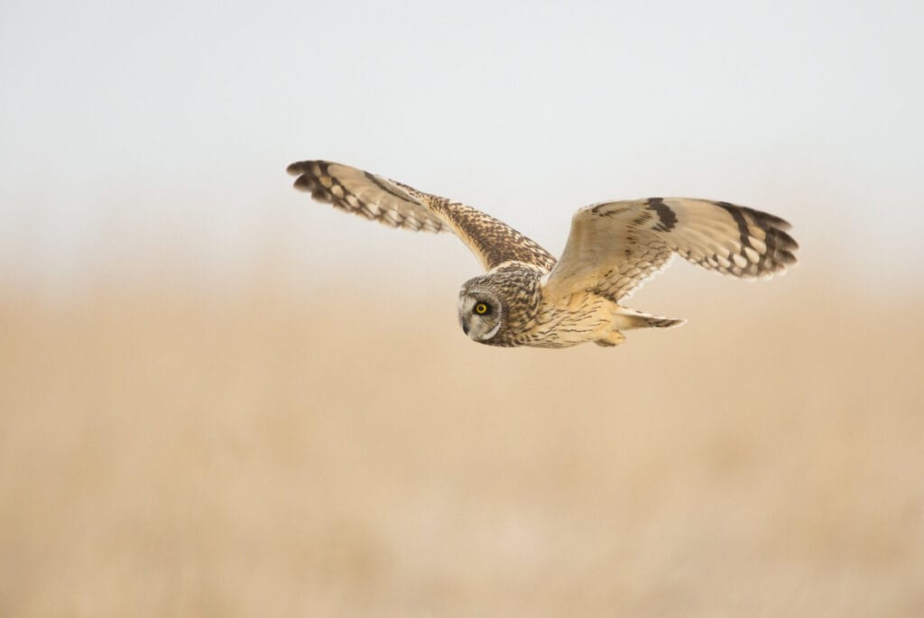 short eared owl flying over field