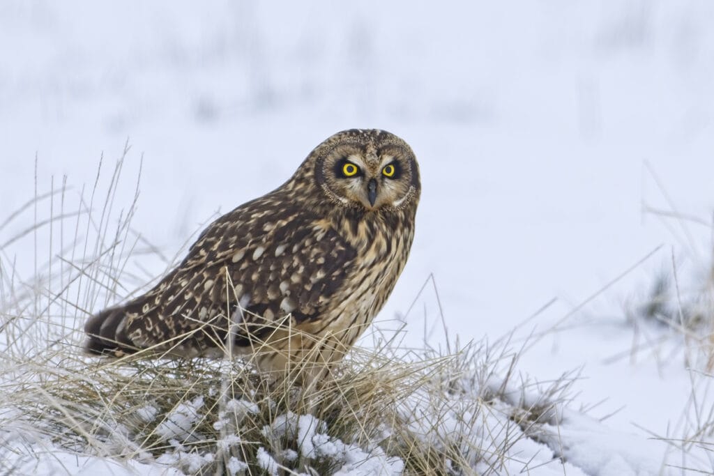 short eared owl in illinois